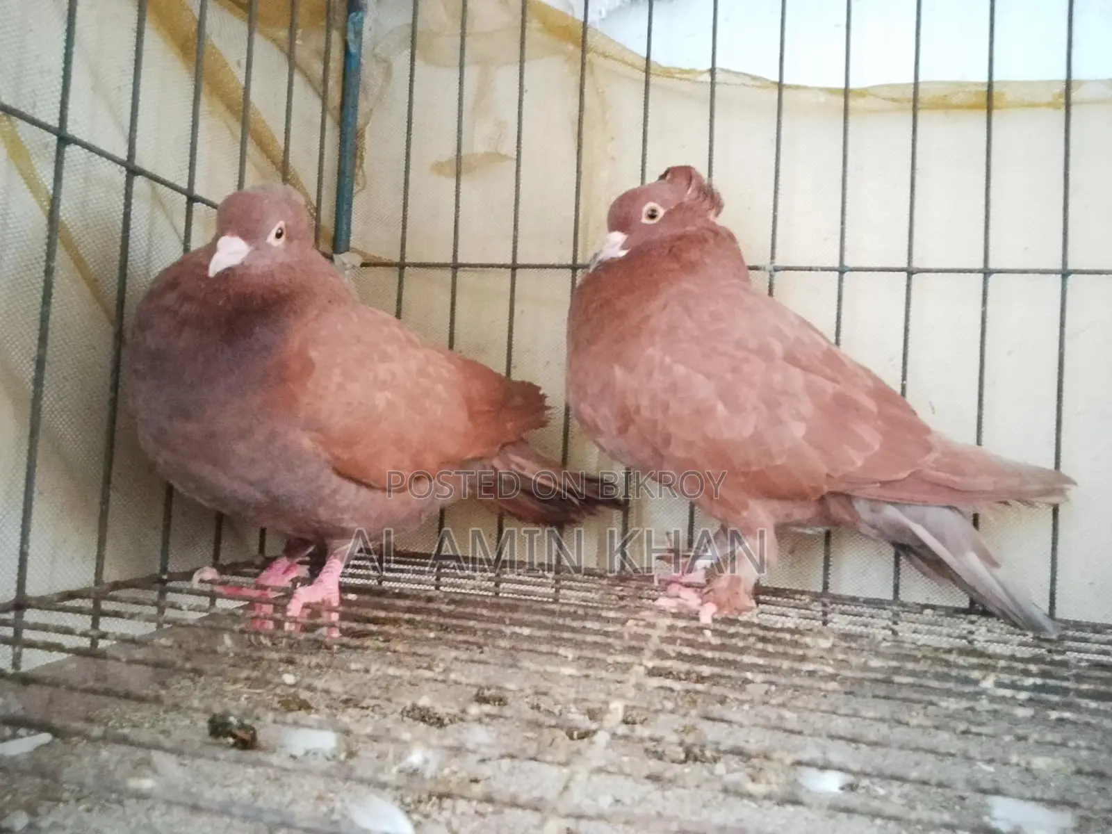 কবুতর রানিং