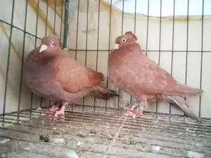 কবুতর রানিং