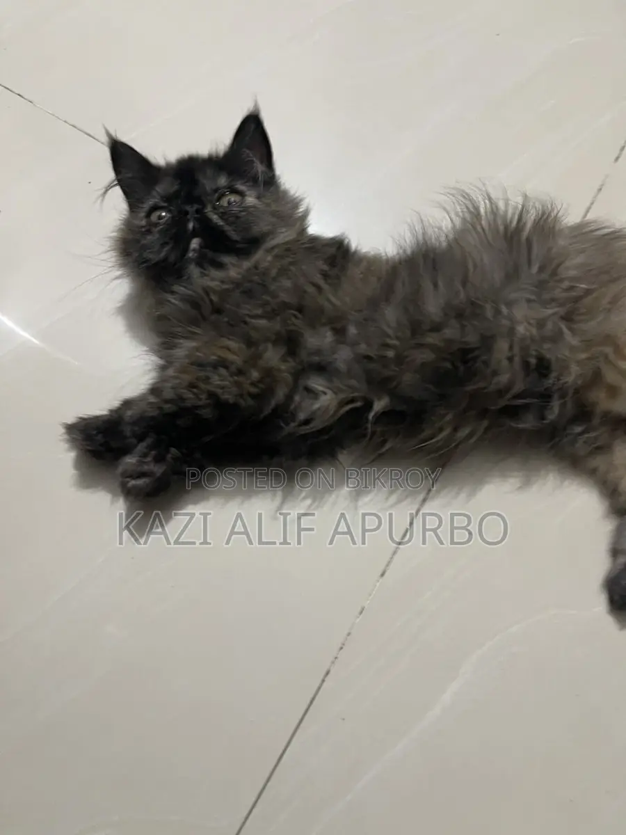 Bicolor Exotic female kitten