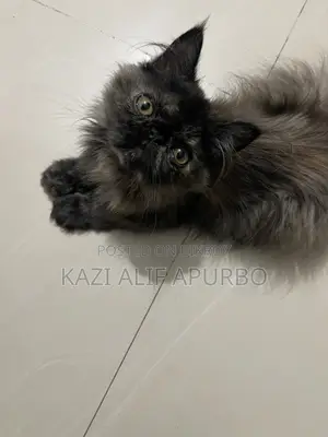 Bicolor Exotic female kitten