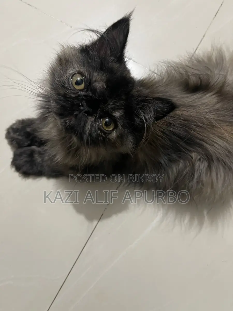 Bicolor Exotic female kitten