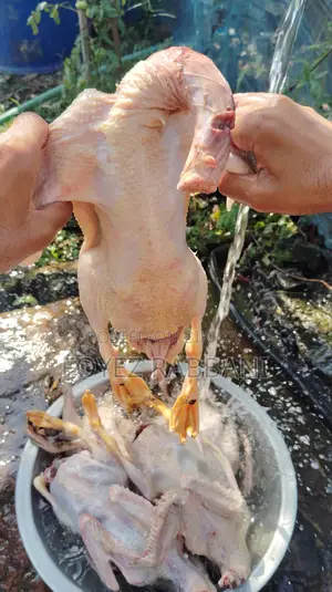 হাঁস খেতে খুবই সুস্বাদু এবং রেডি টু কুক