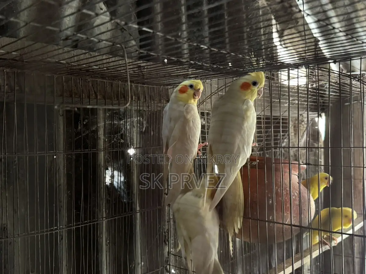১জোড়া ১পিছ কোকাটেন বাজিগার বিক্রি