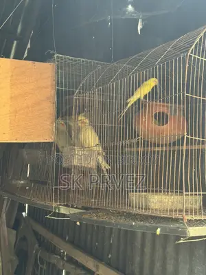 ১জোড়া ১পিছ কোকাটেন বাজিগার বিক্রি