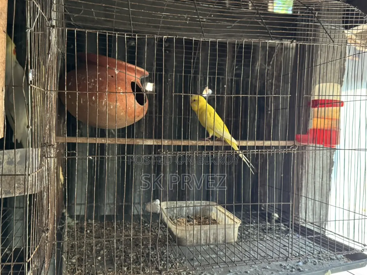 ১জোড়া ১পিছ কোকাটেন বাজিগার বিক্রি