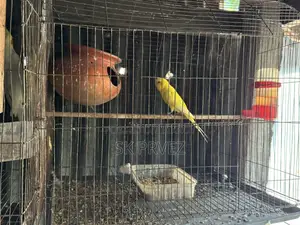 ১জোড়া ১পিছ কোকাটেন বাজিগার বিক্রি