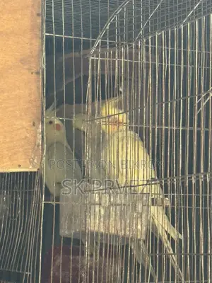 ১জোড়া ১পিছ কোকাটেন বাজিগার বিক্রি