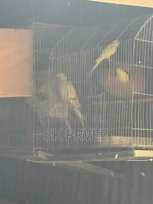 ১জোড়া ১পিছ কোকাটেন বাজিগার বিক্রি