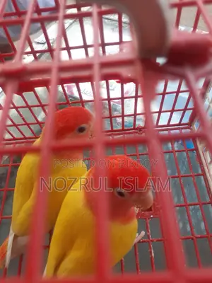 একজোড়া লাভ বার্ড