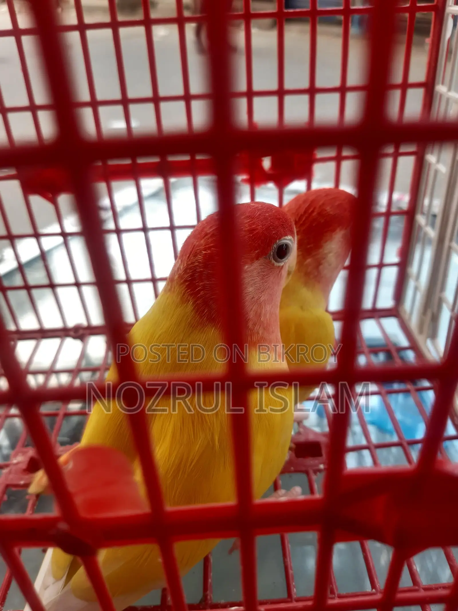 একজোড়া লাভ বার্ড