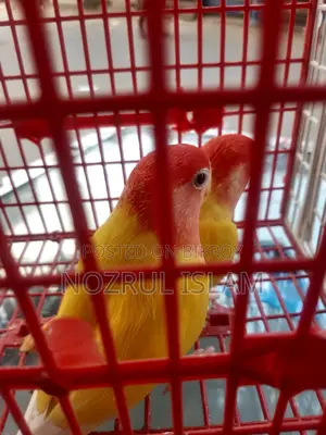 একজোড়া লাভ বার্ড