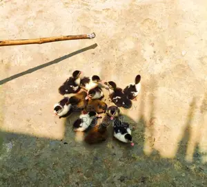 চিনা হাসের বাচ্চা