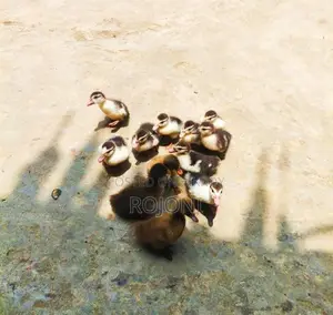 Ducklings