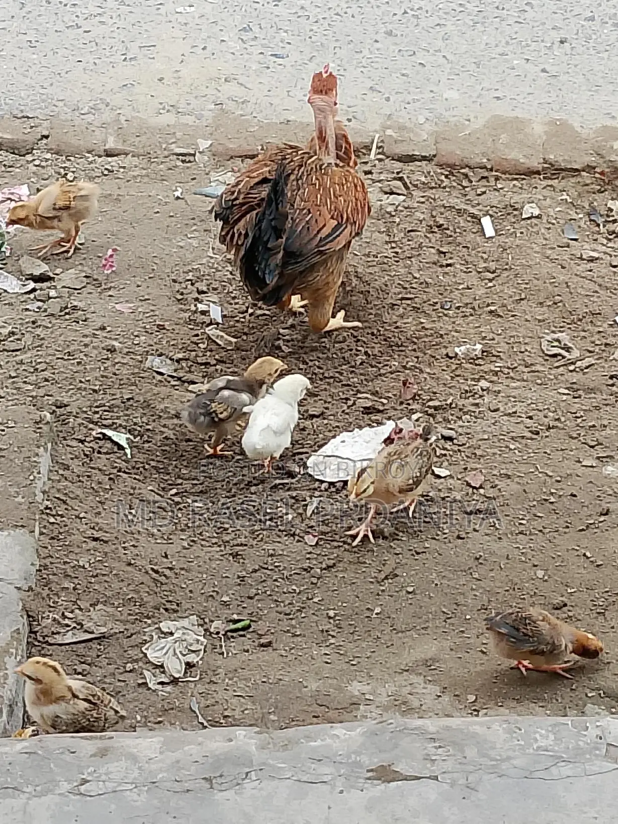 Deshi Hen with Chicks