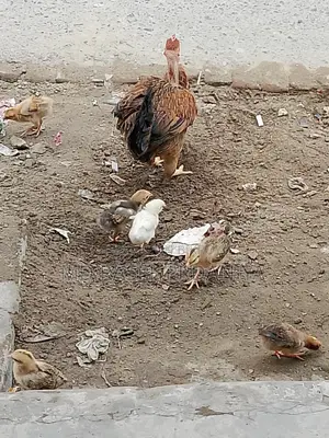 দেশি মুরগি বাচ্চা সহ