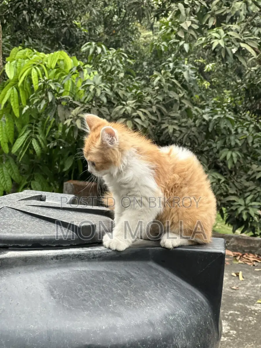 Cute Cat