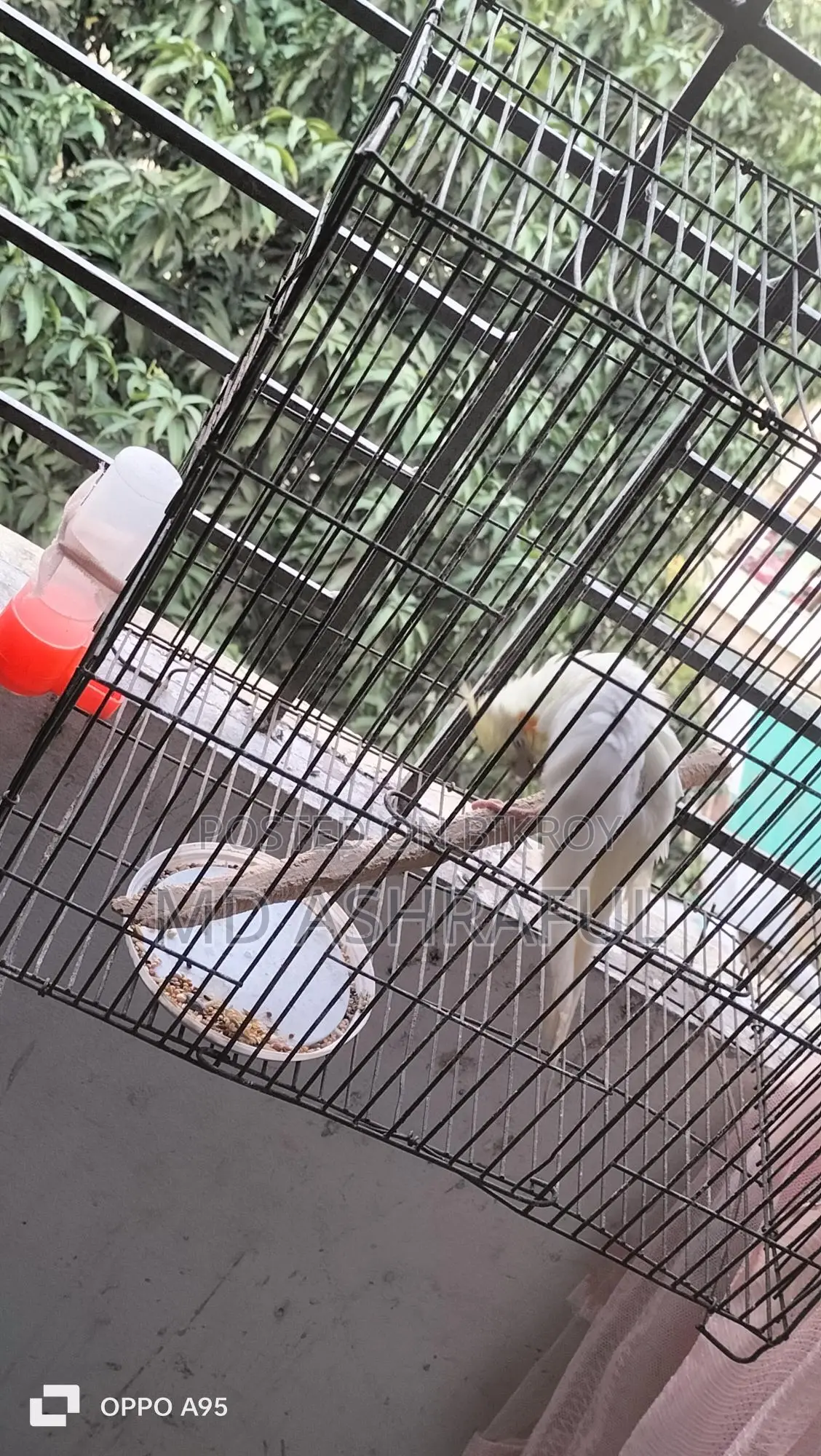 Red Eyed Tame Cockatiel