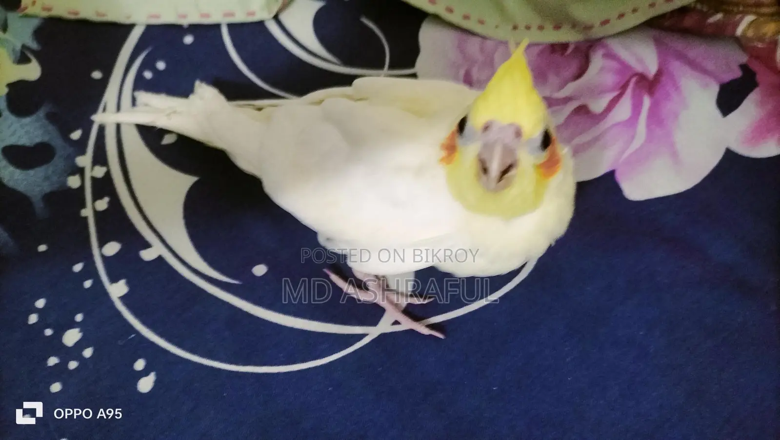 Red Eyed Tame Cockatiel