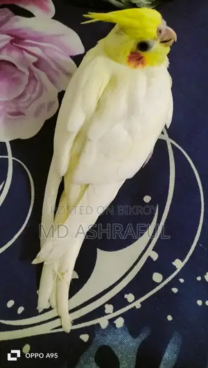 Red Eyed Tame Cockatiel