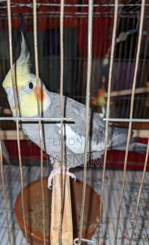 Cockatiel Bird for Sale