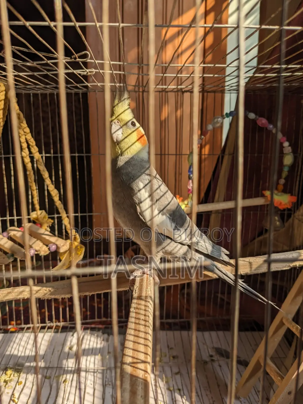 Cockatiel Bird for Sale