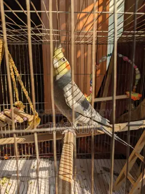 Cockatiel Bird for Sale
