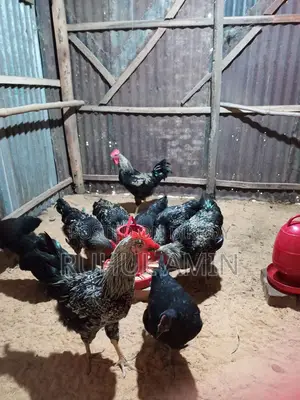 ব্লাক অস্টোলোপ মোরগ বিক্রি করা হবে