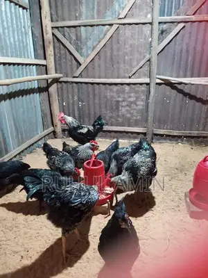 ব্লাক অস্টোলোপ মোরগ বিক্রি করা হবে