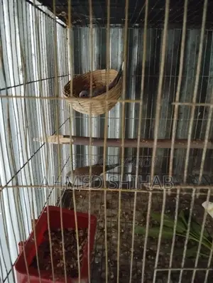 কিছু ডিম বাচ্চা করা রানিং পাখি বিক্রি হবে।