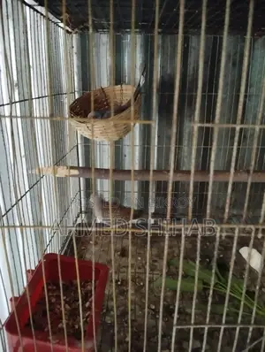 কিছু ডিম বাচ্চা করা রানিং পাখি বিক্রি হবে।