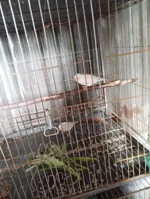 কিছু ডিম বাচ্চা করা রানিং পাখি বিক্রি হবে।