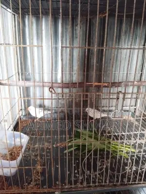 কিছু ডিম বাচ্চা করা রানিং পাখি বিক্রি হবে।