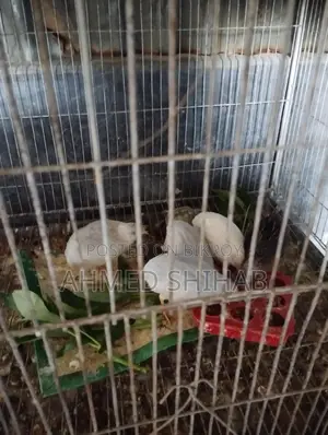 কিছু ডিম বাচ্চা করা রানিং পাখি বিক্রি হবে।