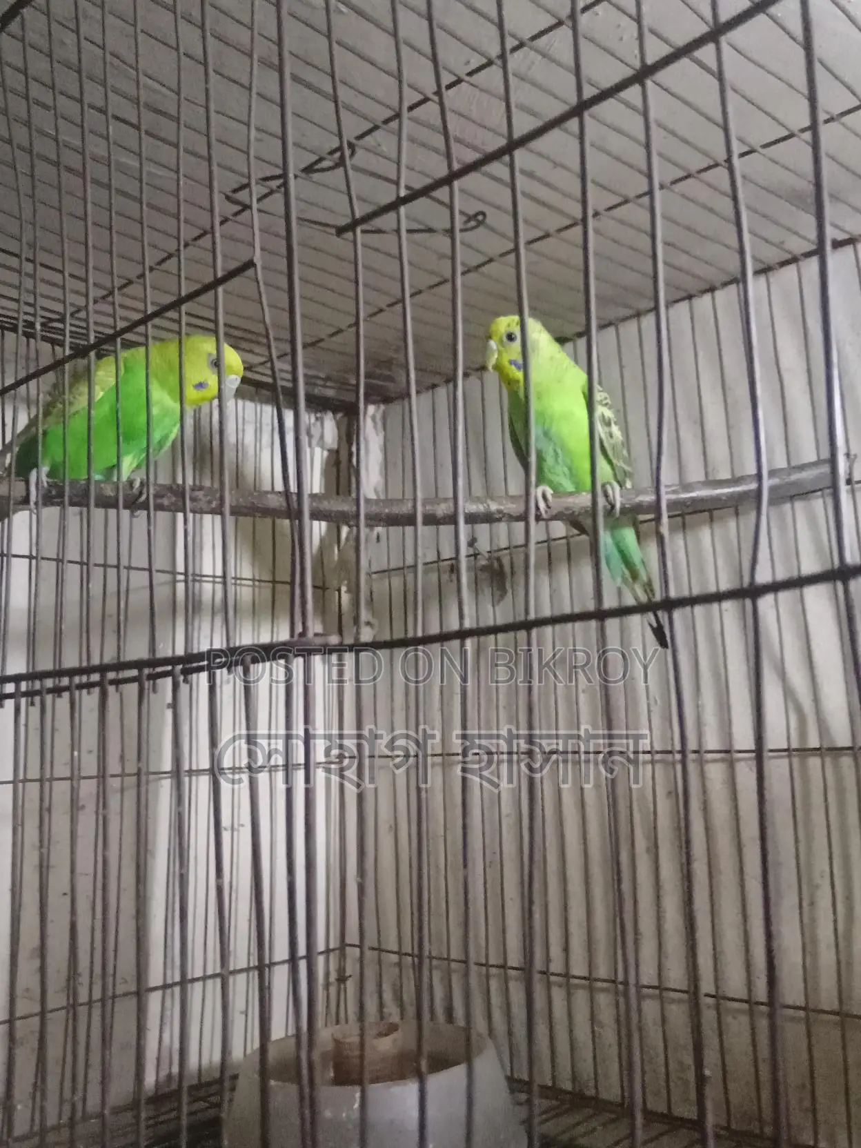 Pet Bird