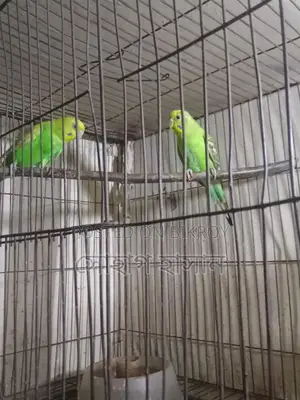 Pet Bird