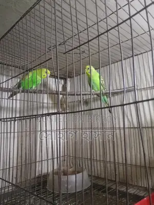 Pet Bird