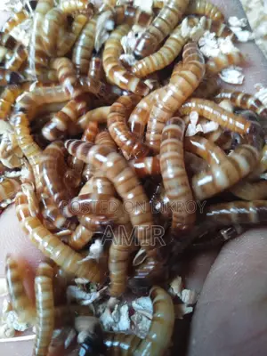 Beetle