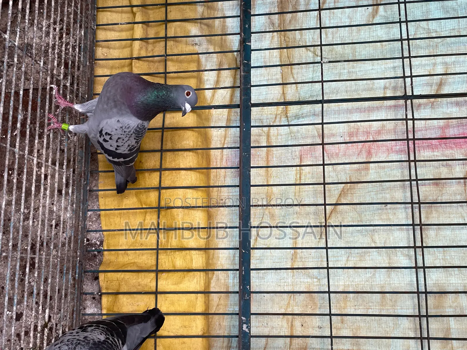 মাক্সি নর