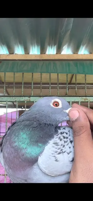 মাক্সি নর