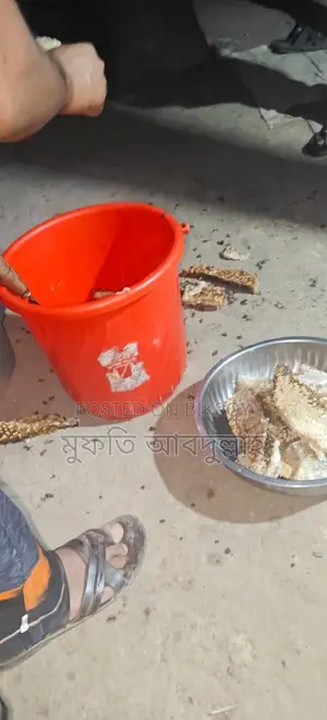 চাকের মধু