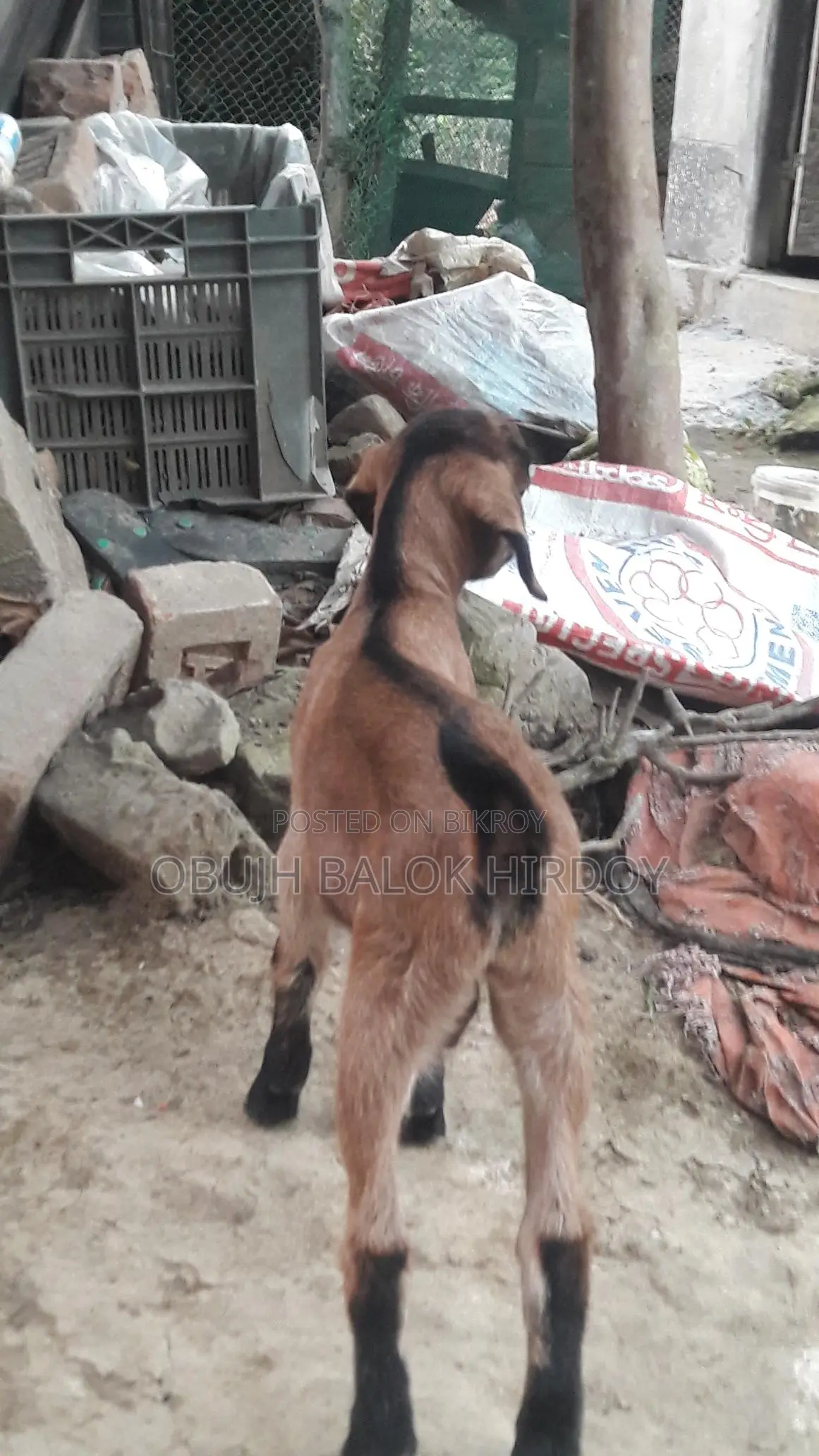 Goat with Kid