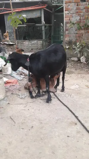 Goat with Kid