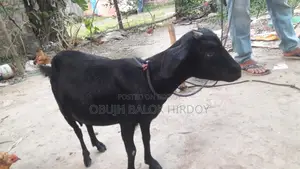 Goat with Kid