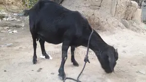 Goat with Kid