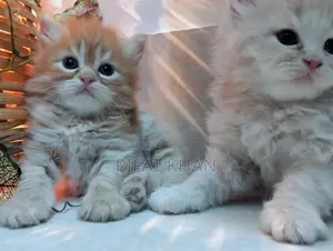 Persian Cat