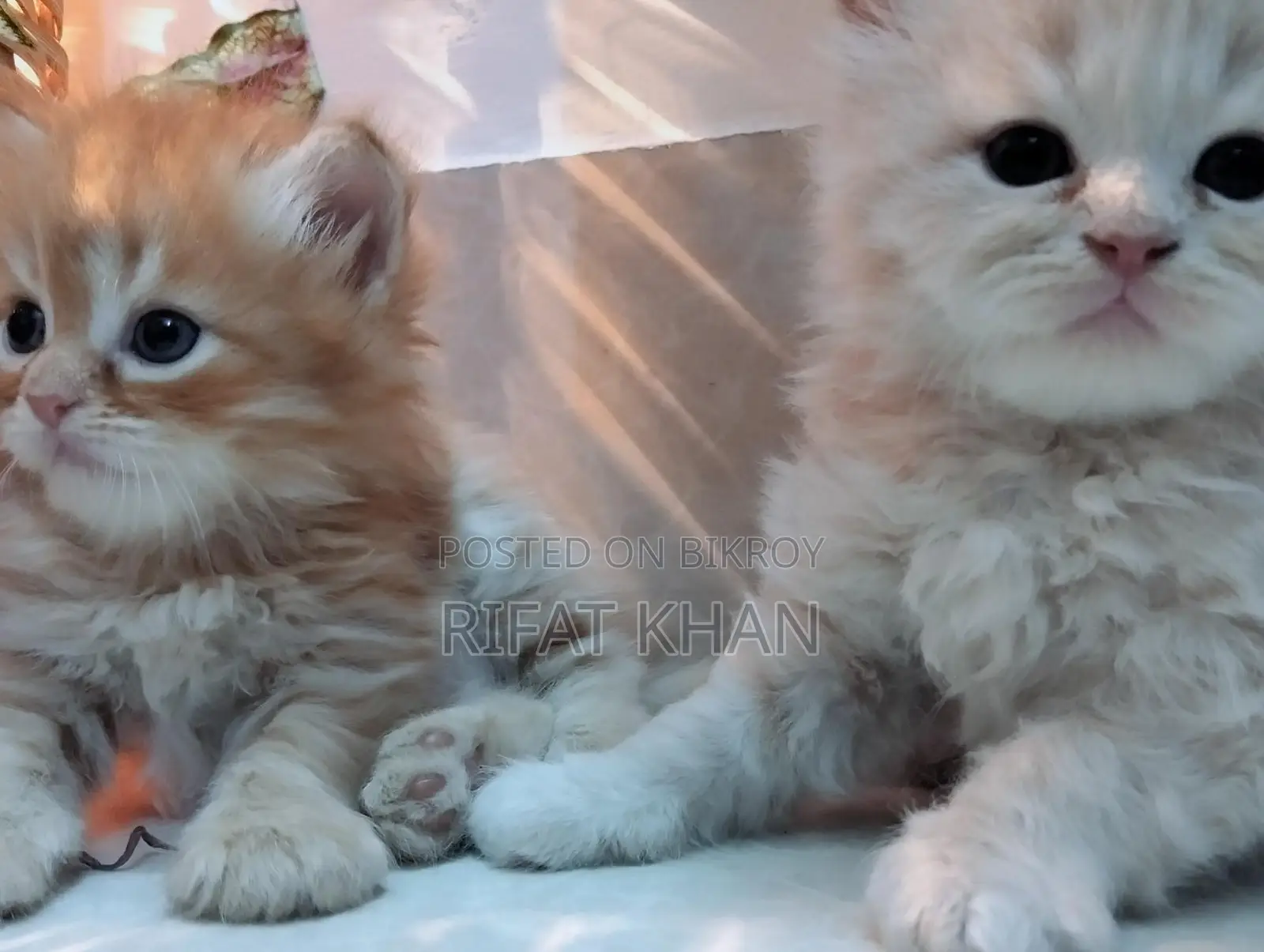 Persian Cat