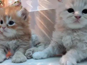 Persian Cat