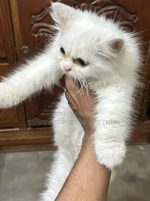 পারসিয়ান ত্রিপলকোড মেল কিটেন