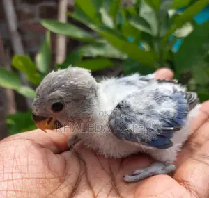 Lovebird