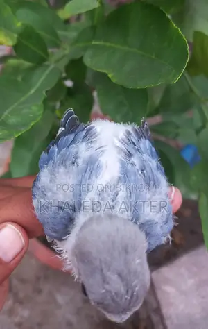 Lovebird